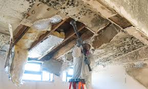 Why You Should Choose Our Mold Remediation Services in Englewood, FL